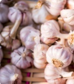 Garlic