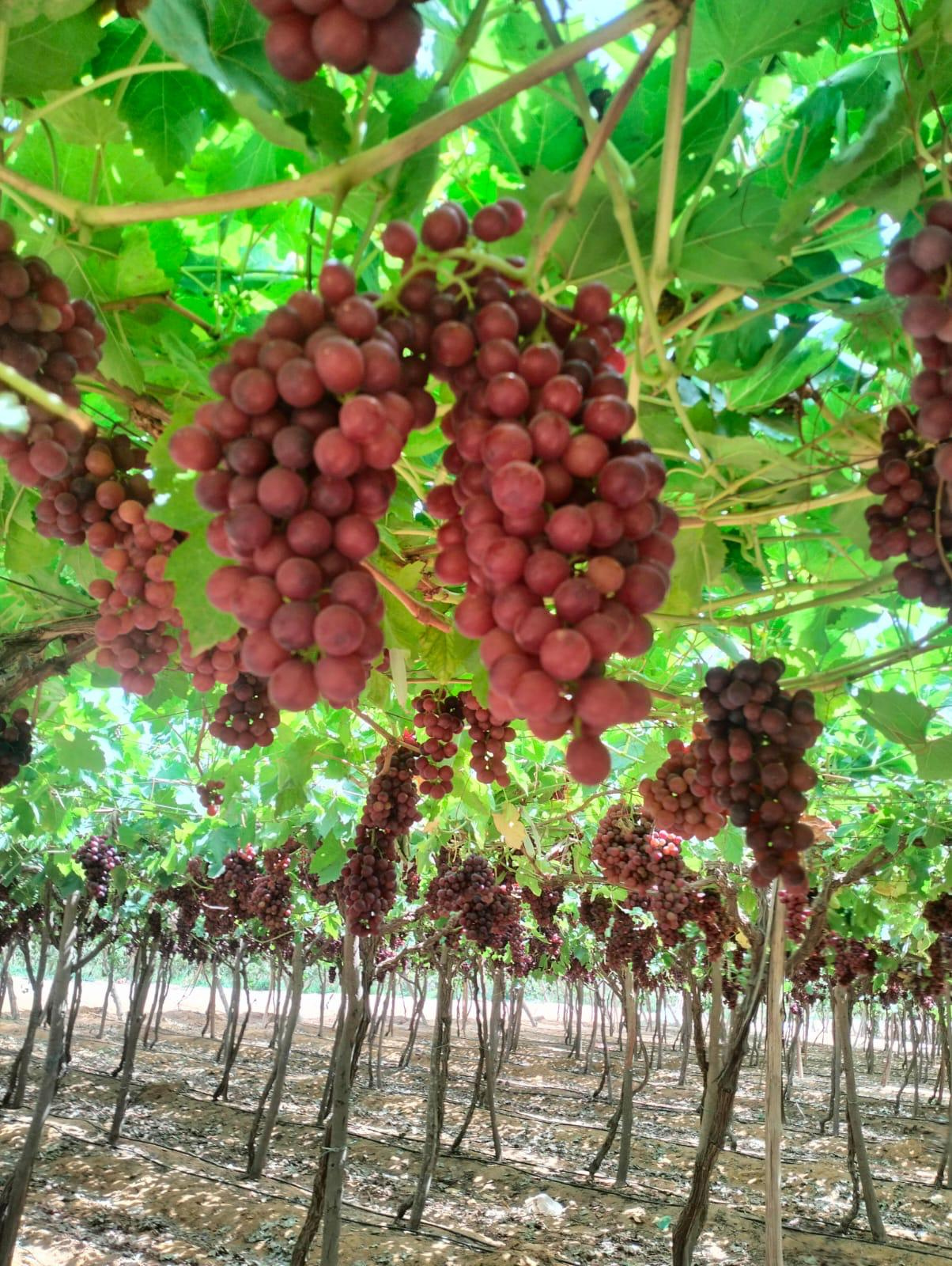 Grape Vineyard - Premium Egyptian Farms