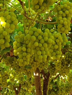 Table Grapes